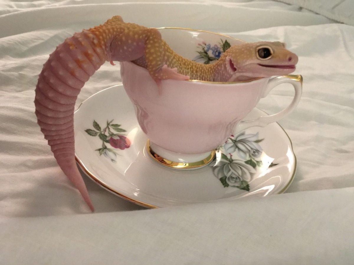 Милая ящерка