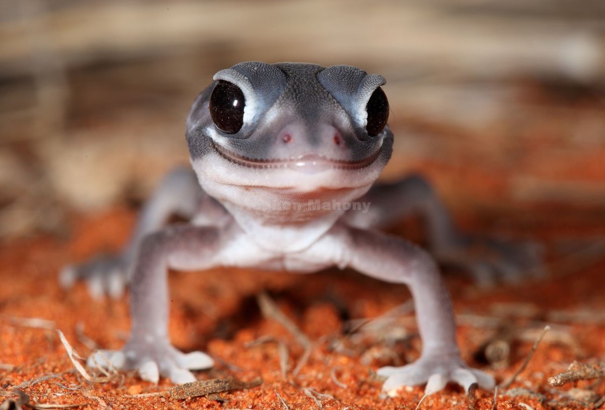 Ящерка геккон