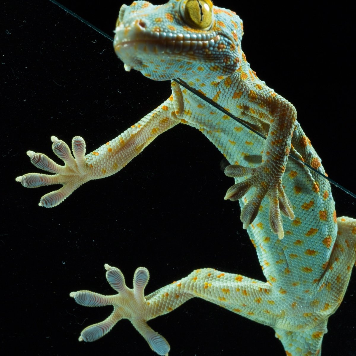 Гребнистый геккон