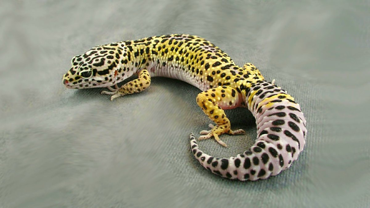 Леопардовый геккон эублефар