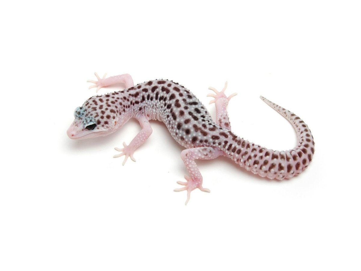 Эублефар Eclipse