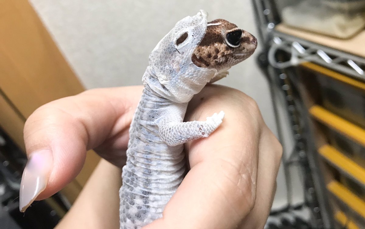 Ящерица геккон эублефар