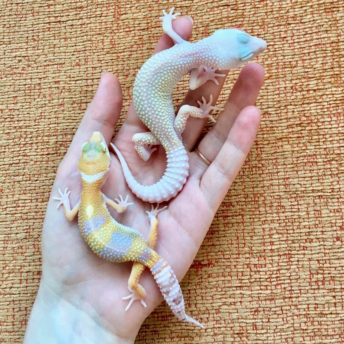 Ящерица эублефар