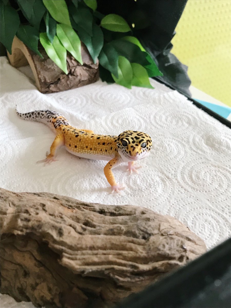 Хабитат для эублефара