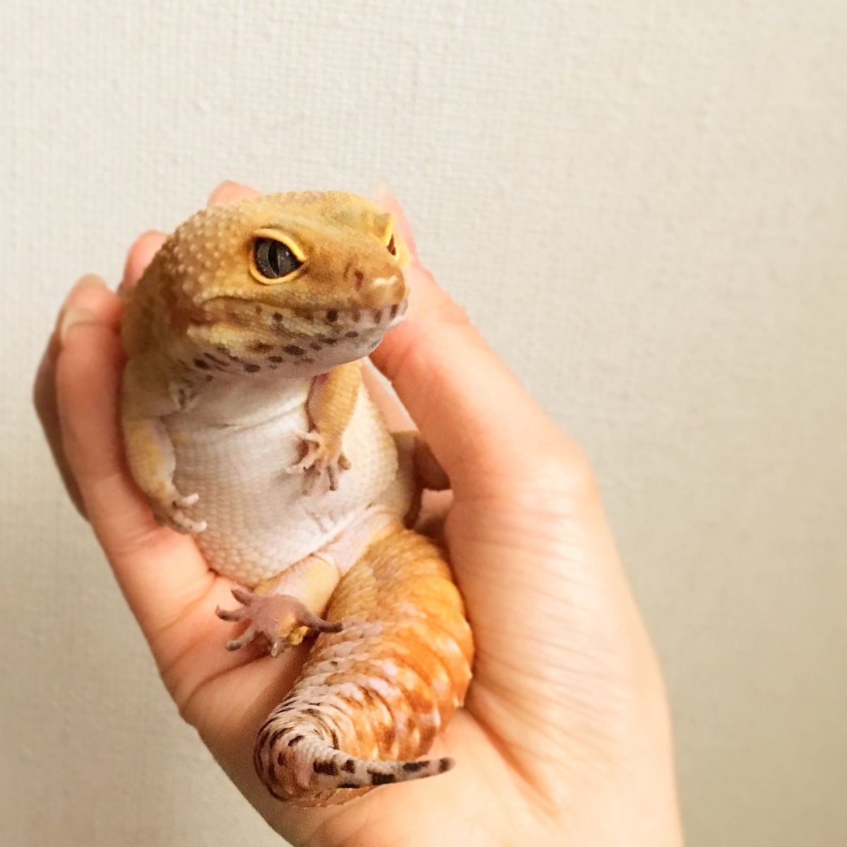 Ящерица геккон эублефар