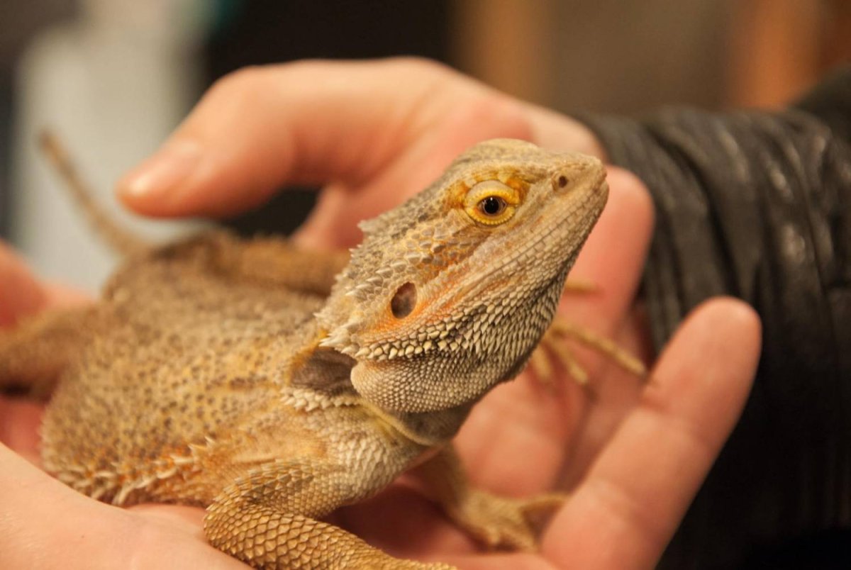 Ящерица домашняя бородатая агама