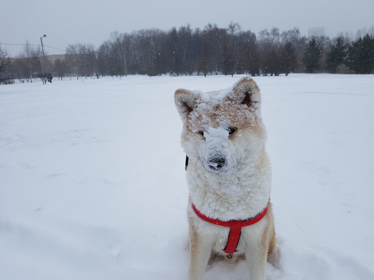 Самоед снежок Фроста