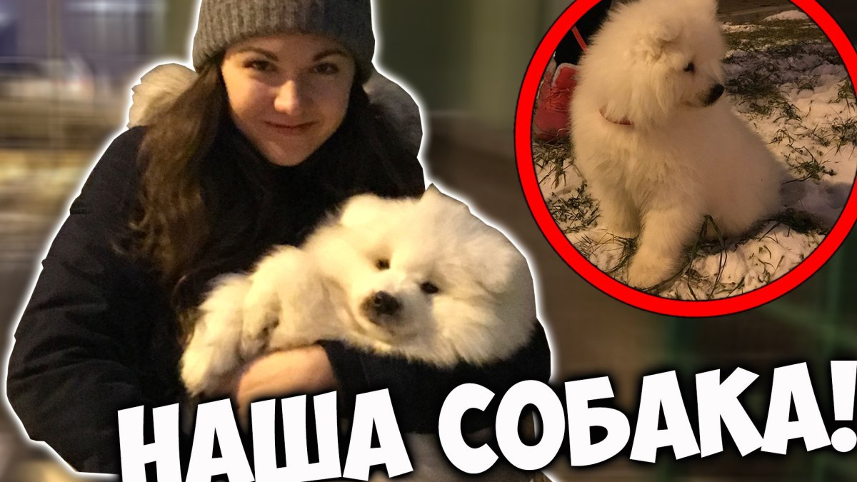 Снежок собака Фроста