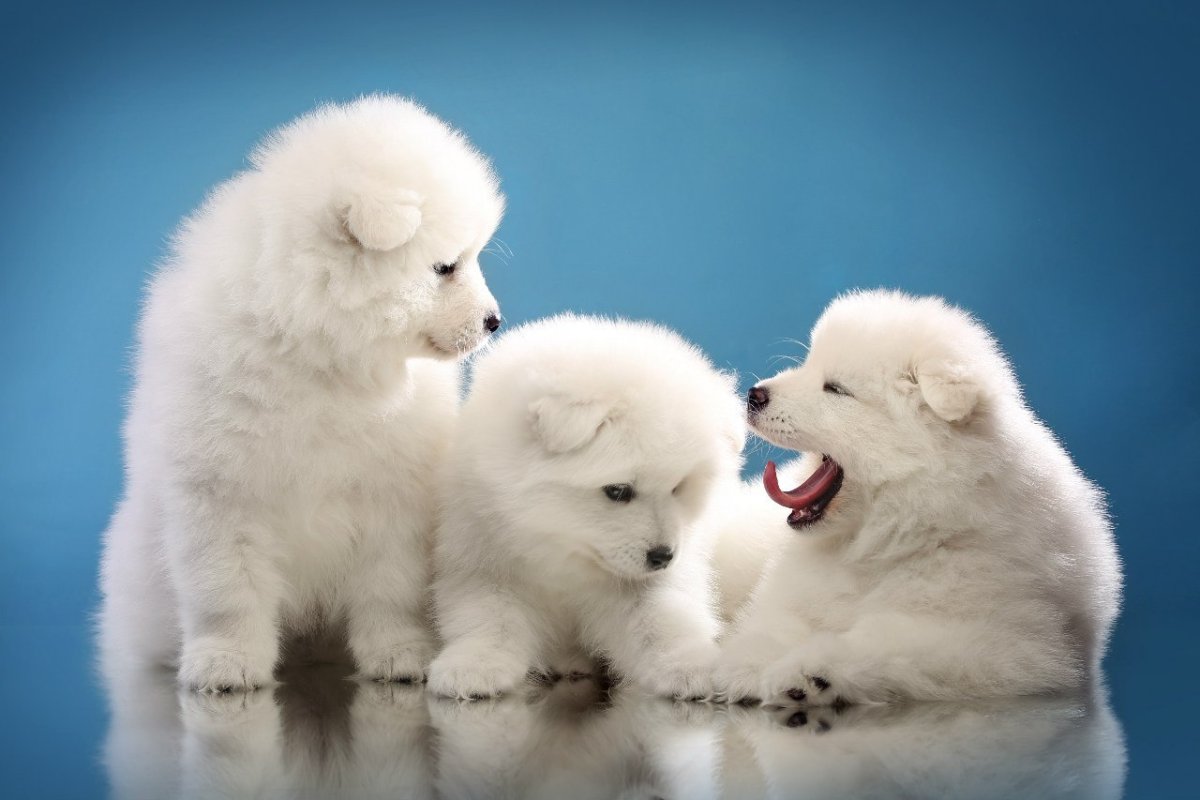 Самоед собака