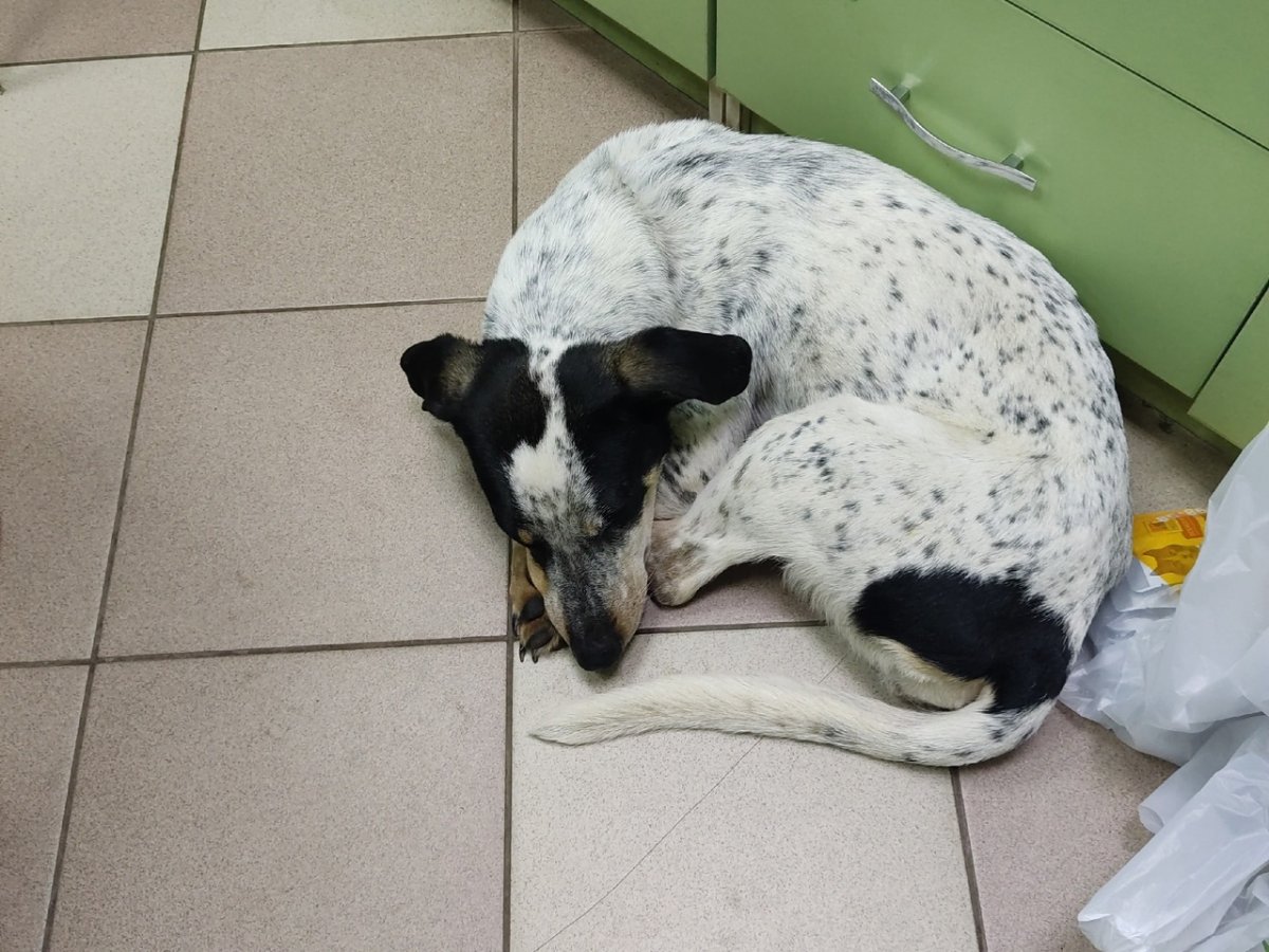 Собаки потеряшки в Лебедянском