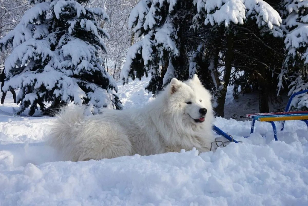 Самоед собака
