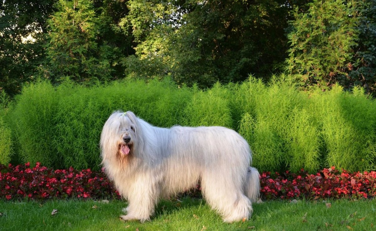 Южнорусская овчарка пастух