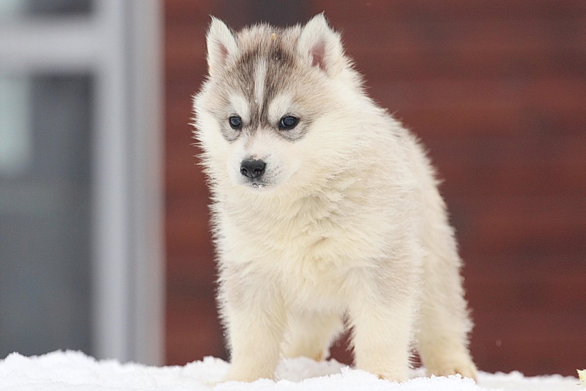 Хаски самоед белый