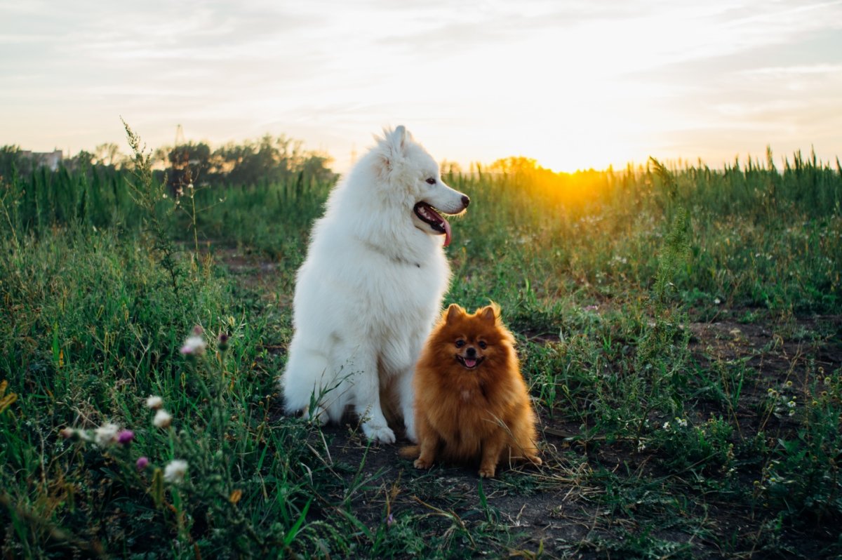 Самоедская лайка и шпиц