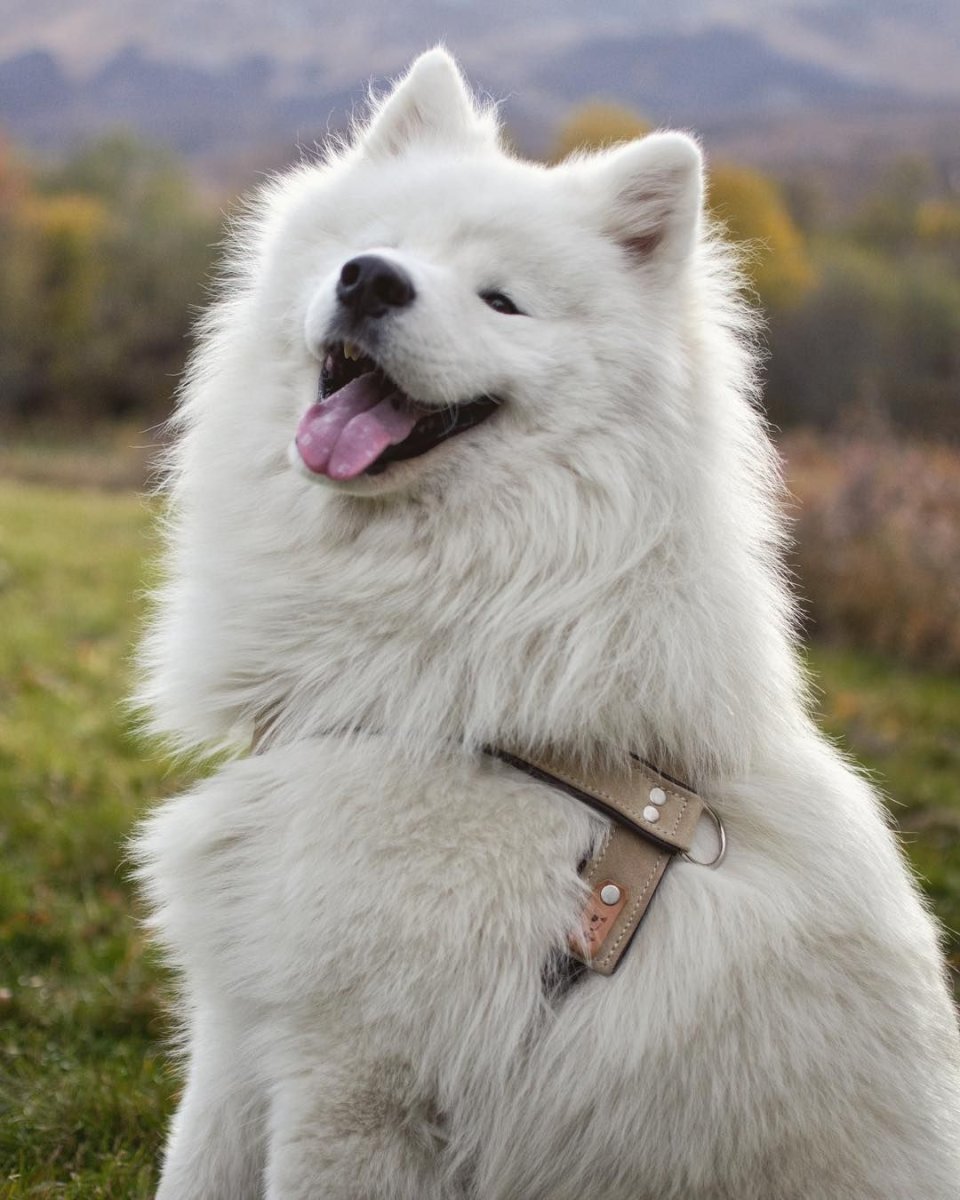 Белая лайка самоед