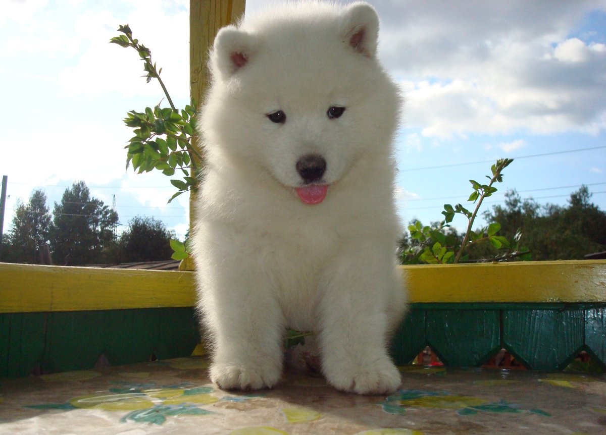 Аляскинский самоед