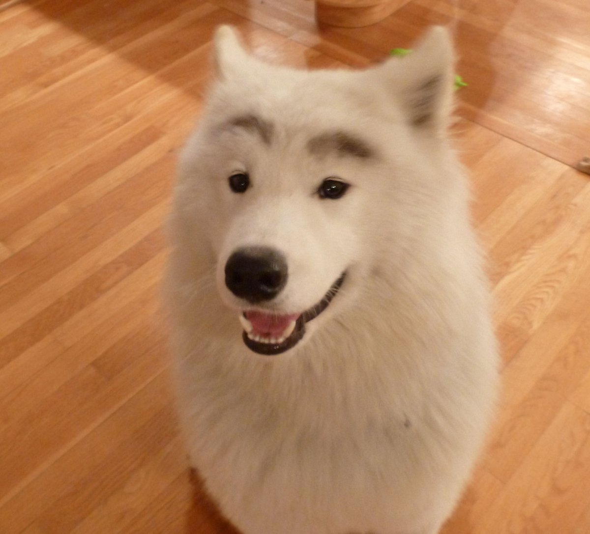 Хаски самоед