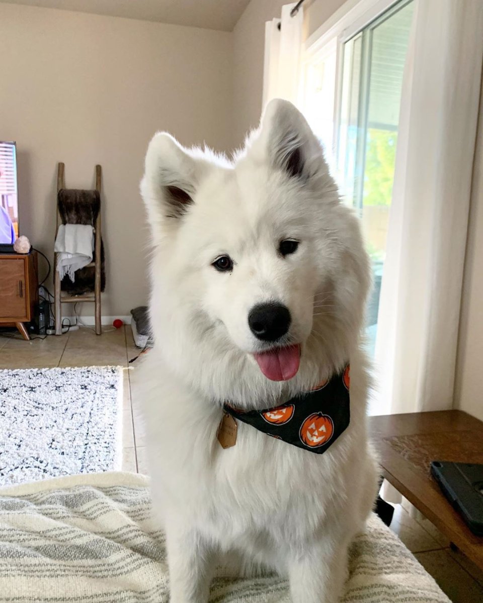 Сибирская лайка самоед