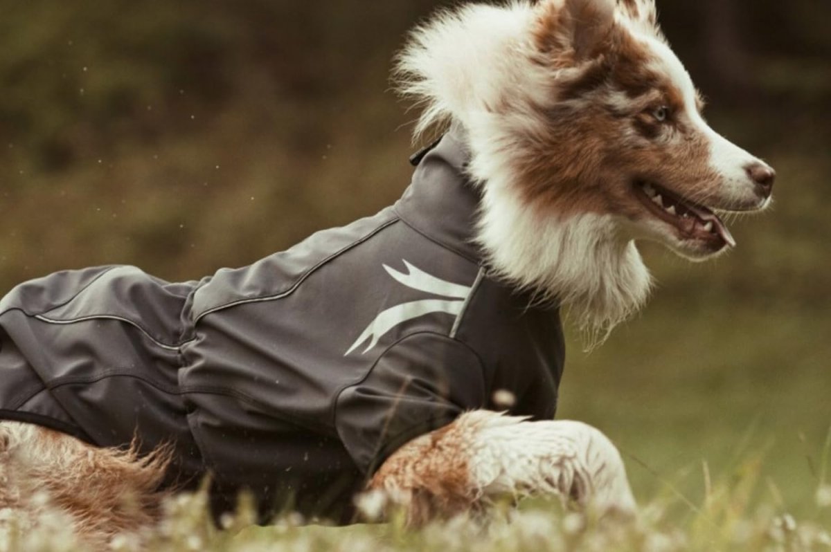 Военная одежда для собак