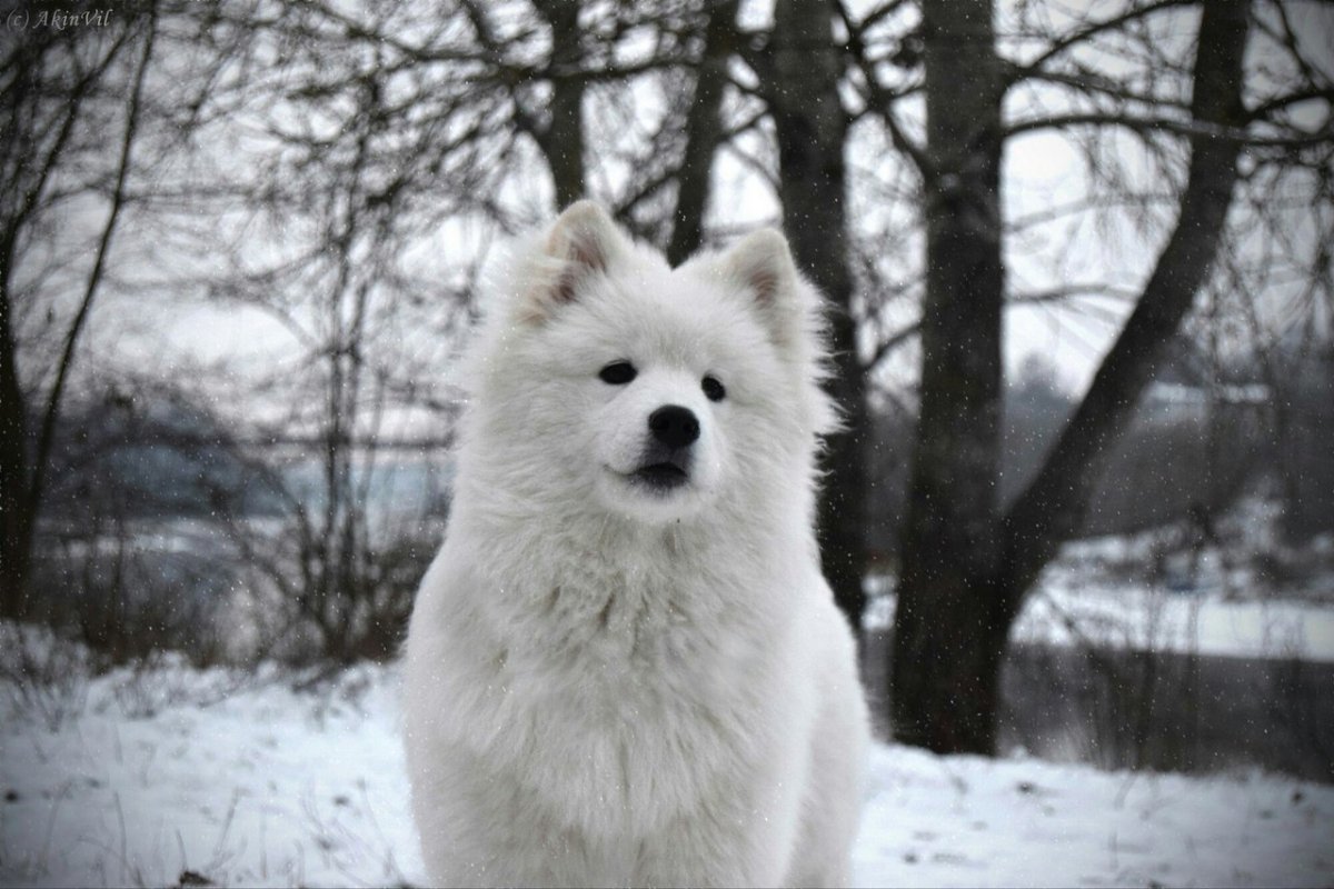 Лайка самоед Фрост