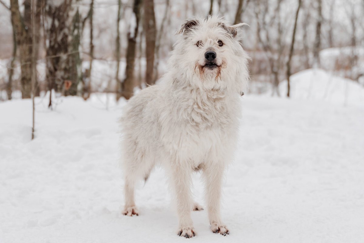 Фрост животное фото