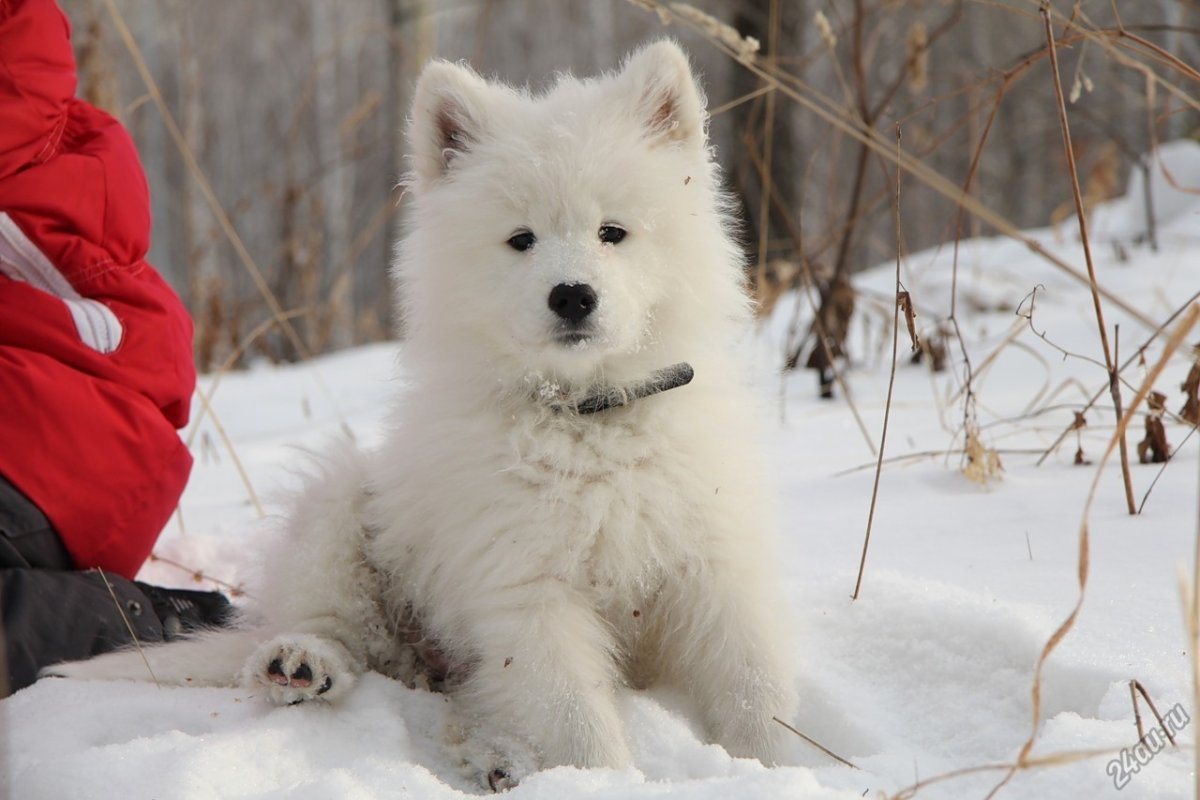 Сибирская лайка самоед