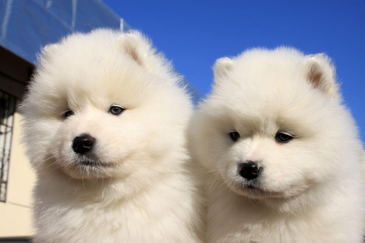 Сибирская лайка самоед