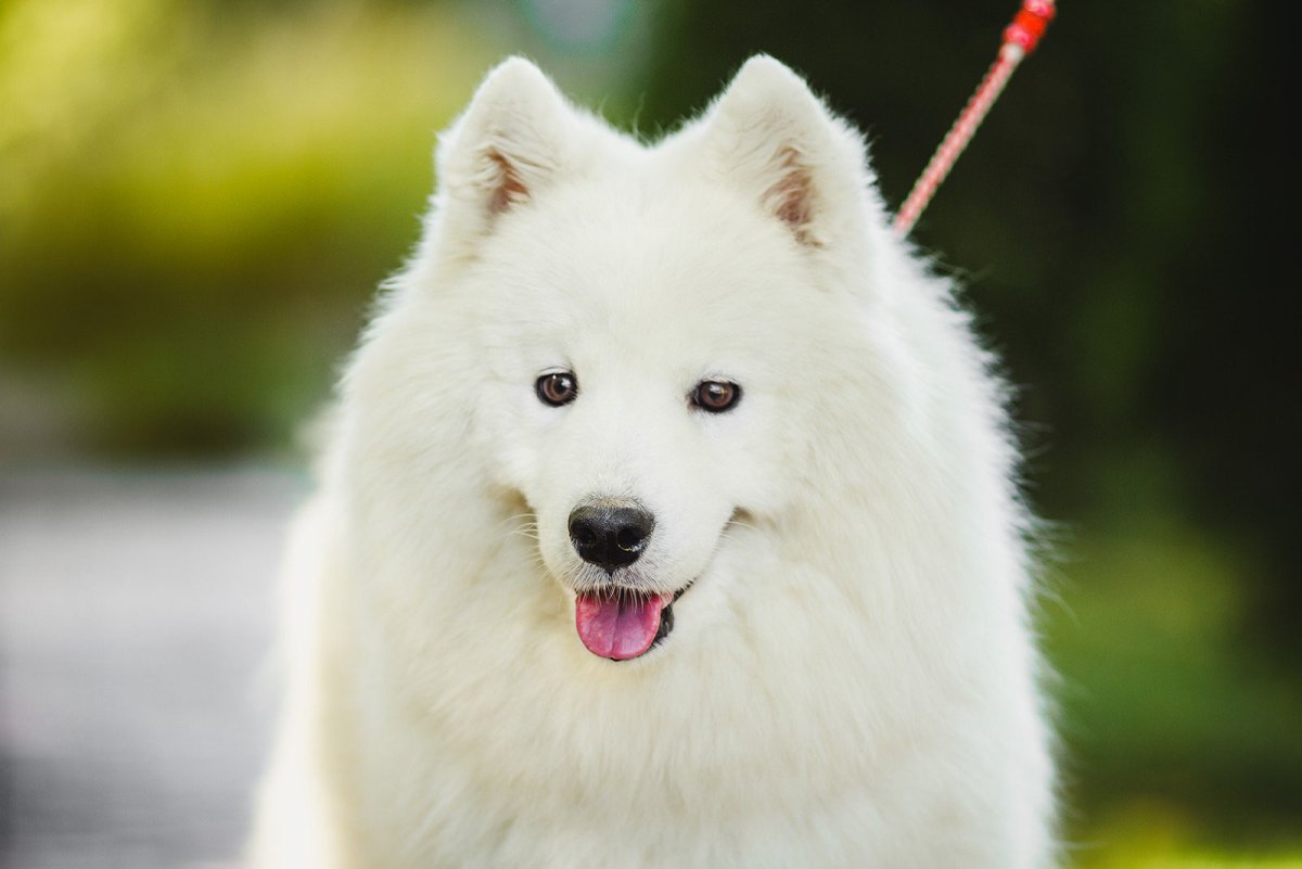 Самоед и овчарка