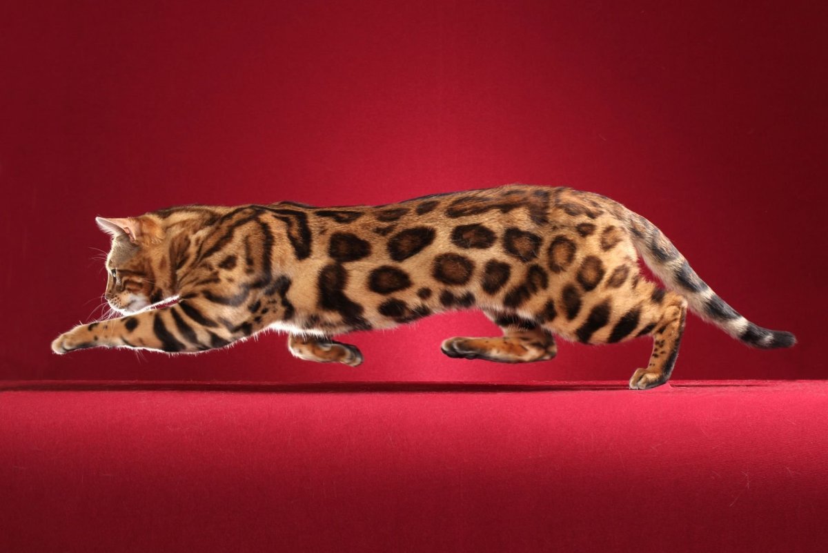 Бенгальская кошка тойгер