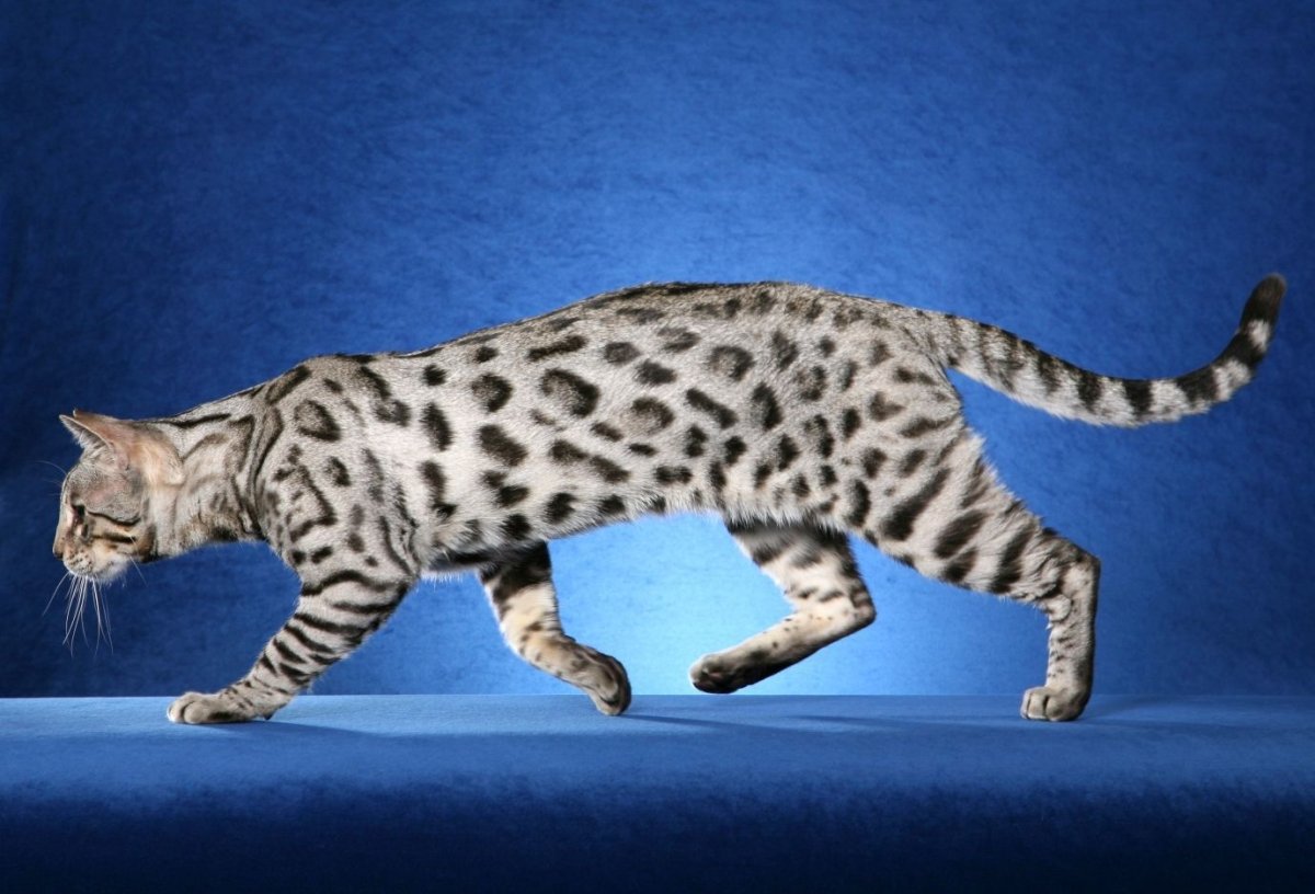 Бенгальская кошка a1