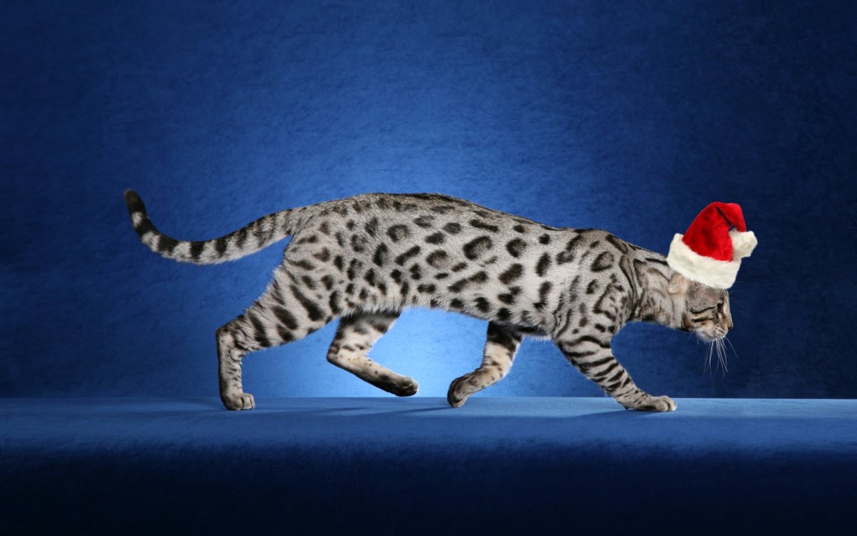 Кошка Ашера