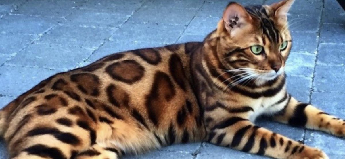 Бельгийская Бенгальская кошка