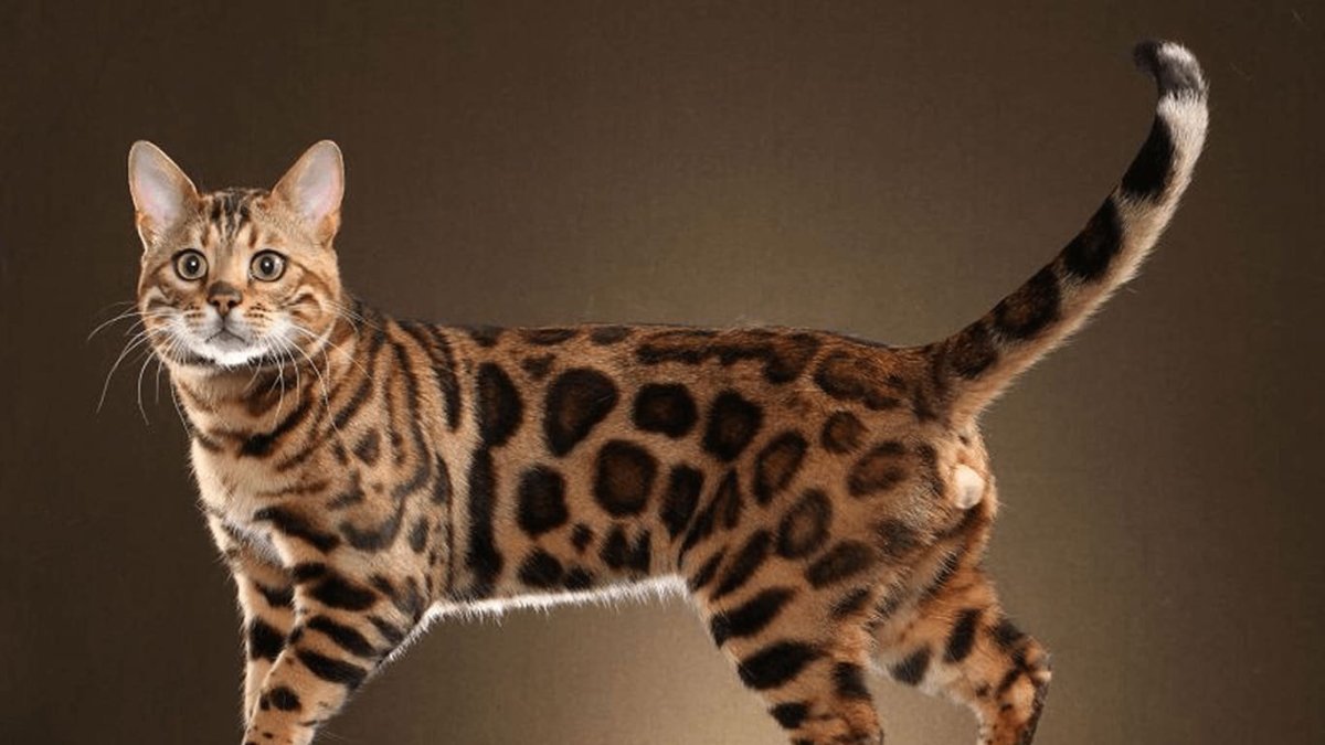 Ориентал бенгал