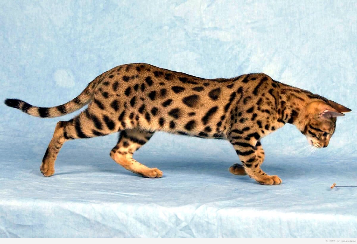 Бенгальская леопардовая кошка