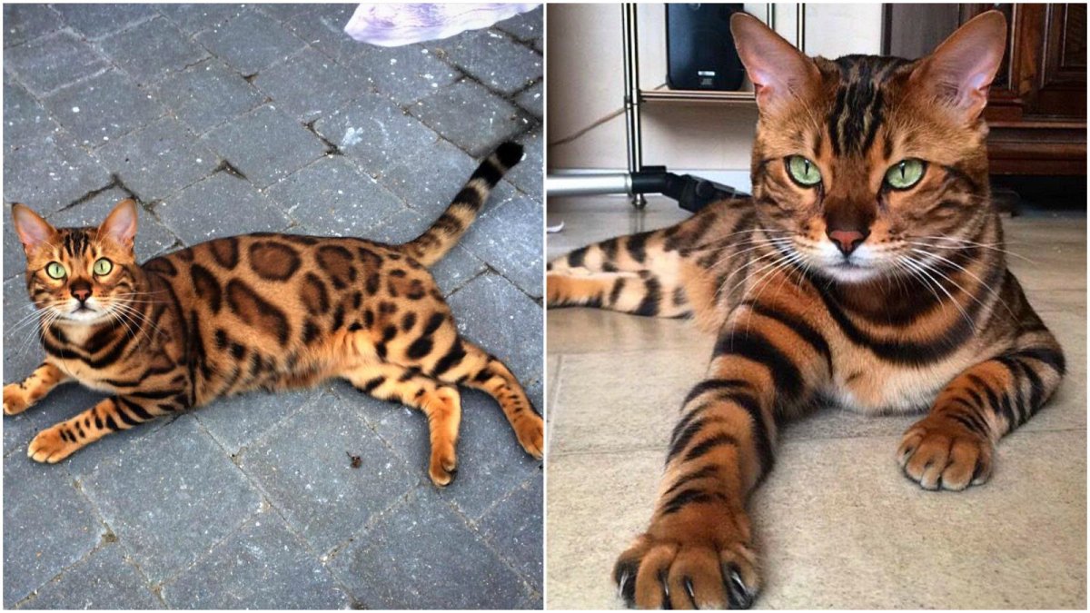 Бенгальский кот