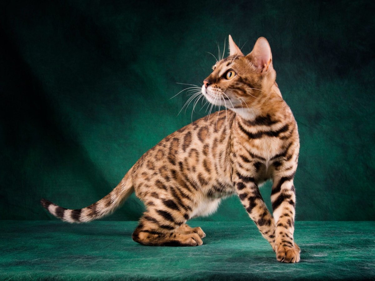 Бенгальская кошка