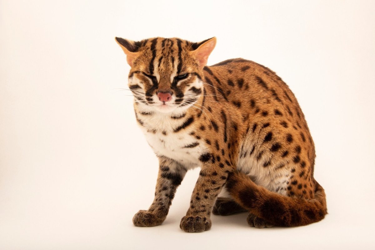Азиатская леопардовая кошка