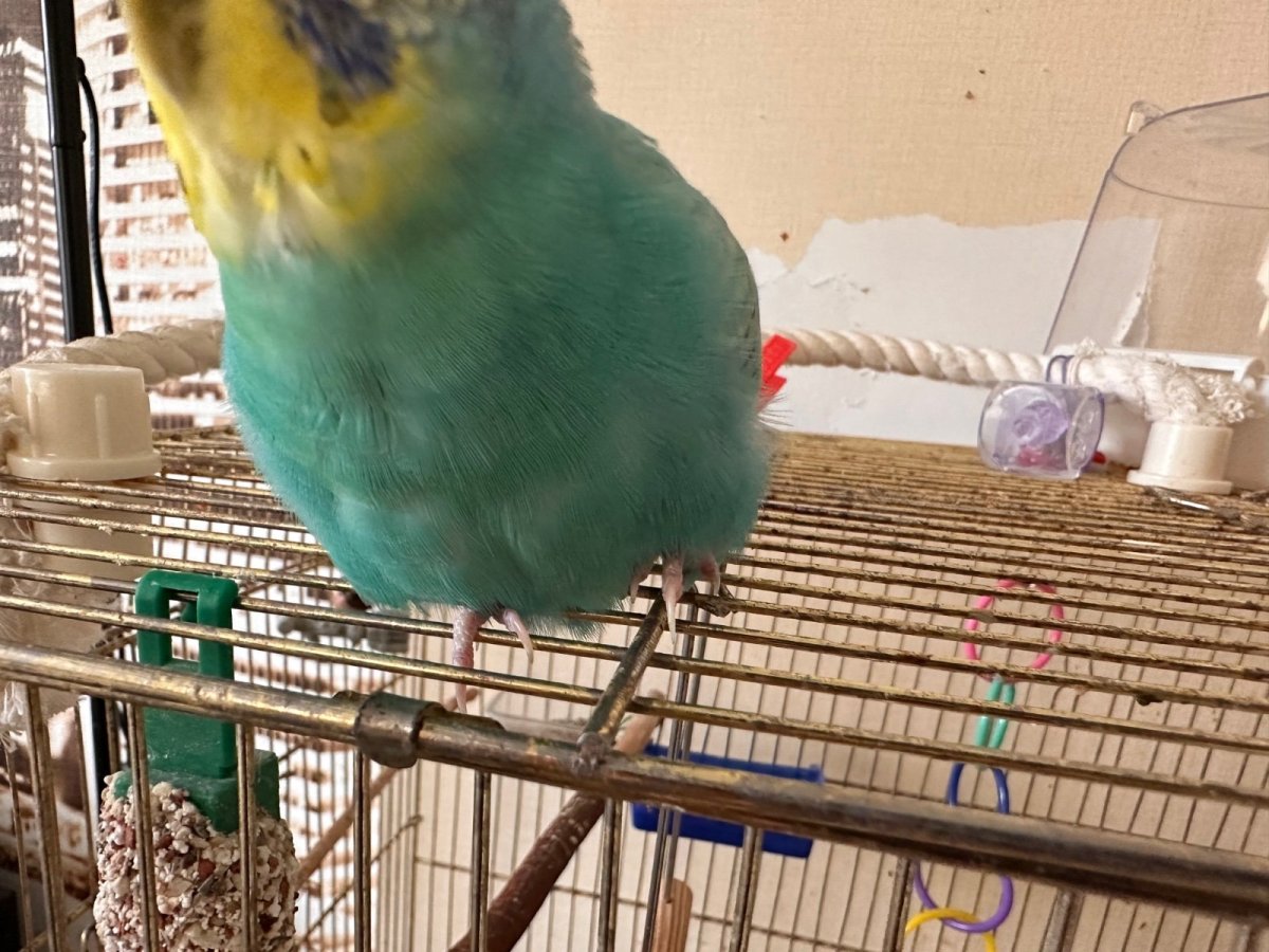 Игровой стенд для попугаев