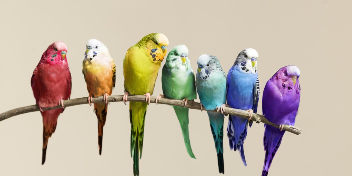 Волнистые попугайчики расцветки