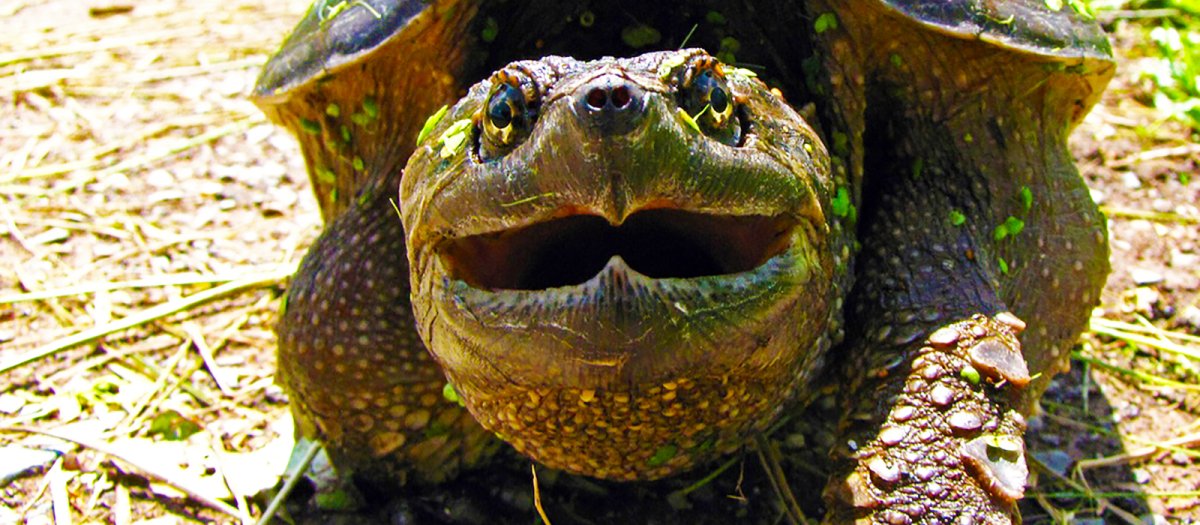 Каймановая черепаха панцирь