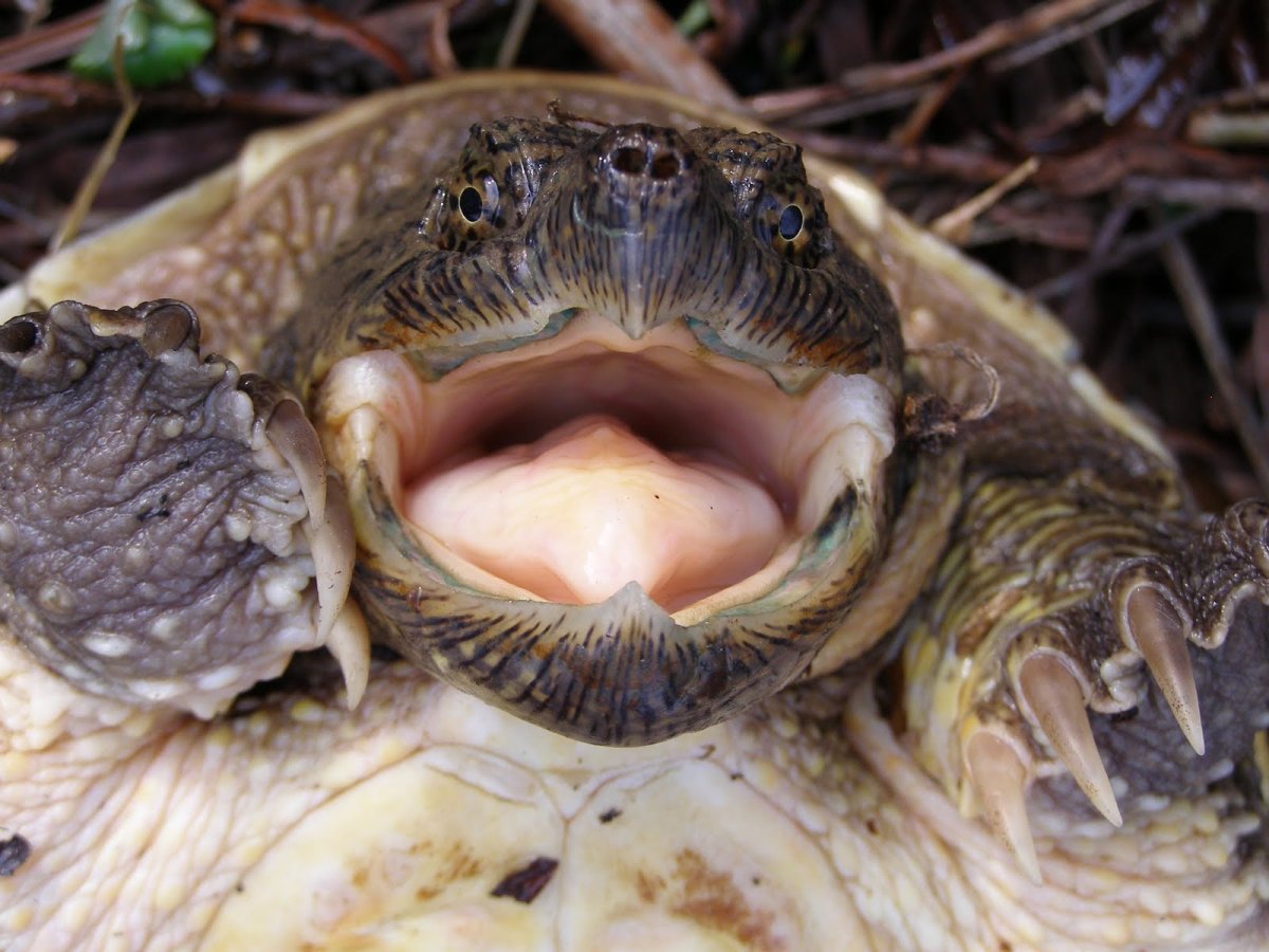 Пасть морской черепахи