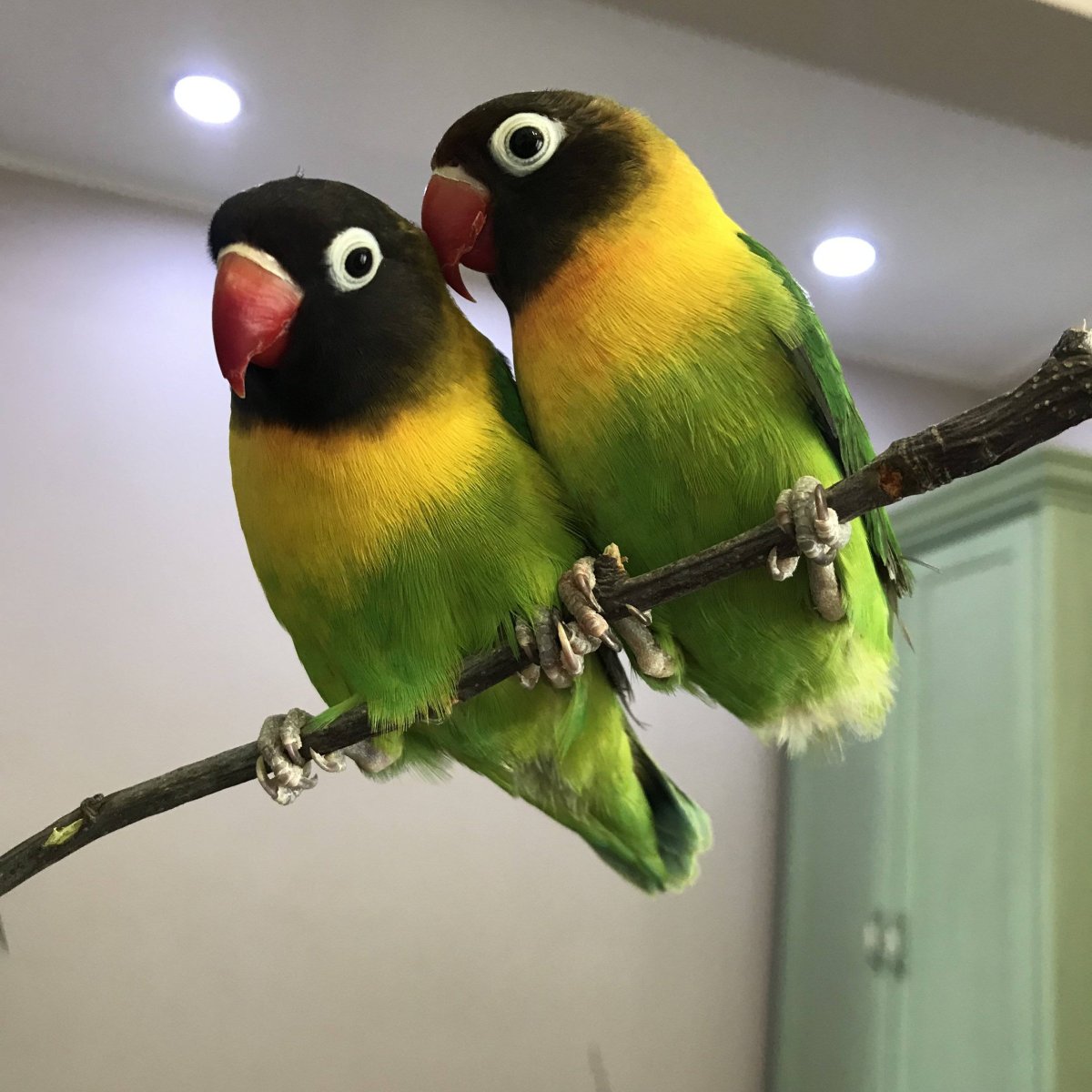 Попугай неразлучник ошейниковый