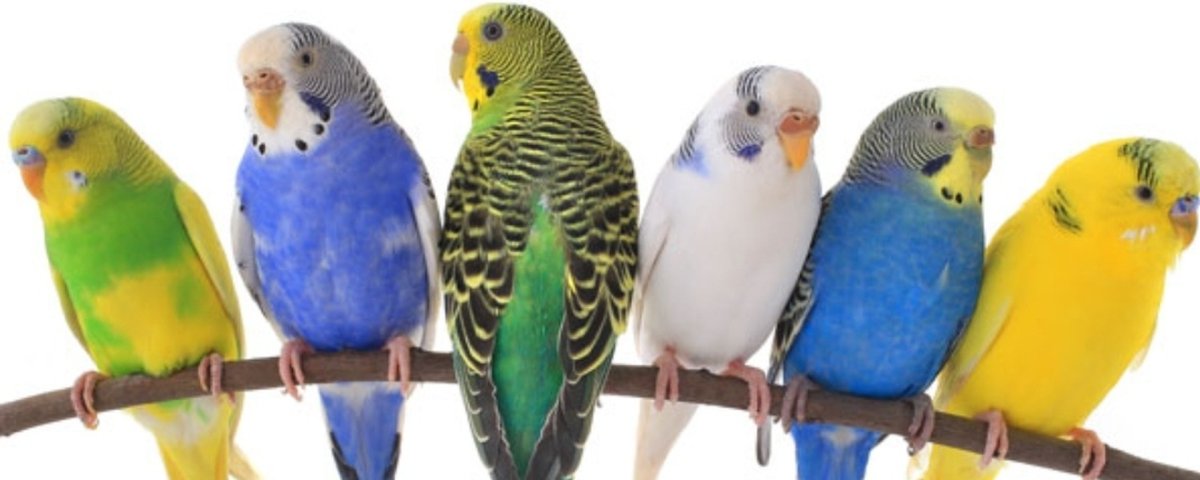 Попугай на белом фоне