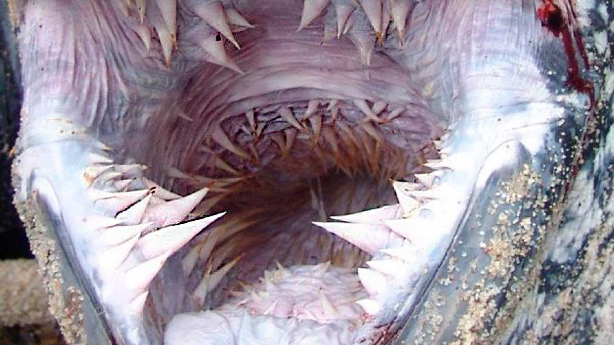 Пасть кожистой морской черепахи