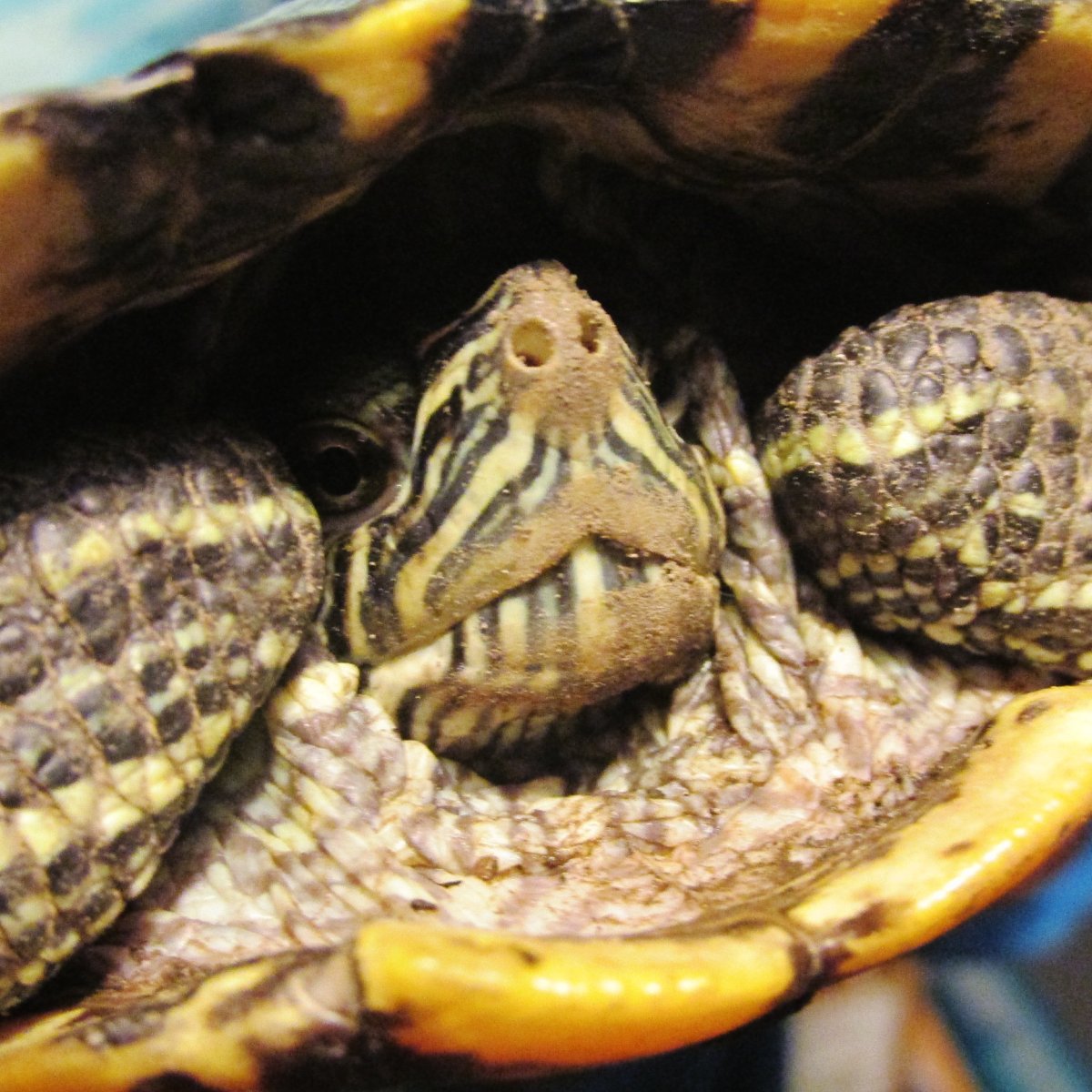 Пластрон красноухой черепахи