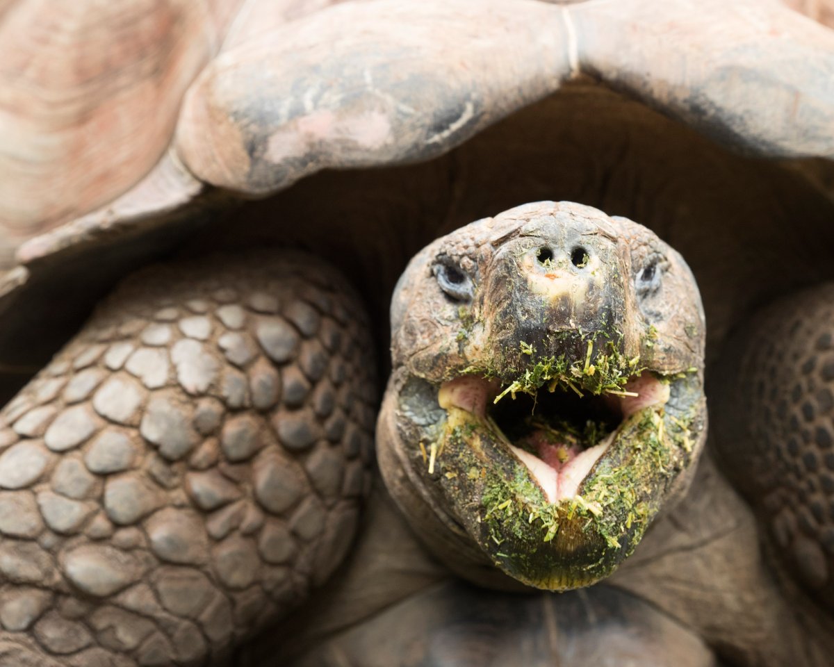 Галапагосская черепаха