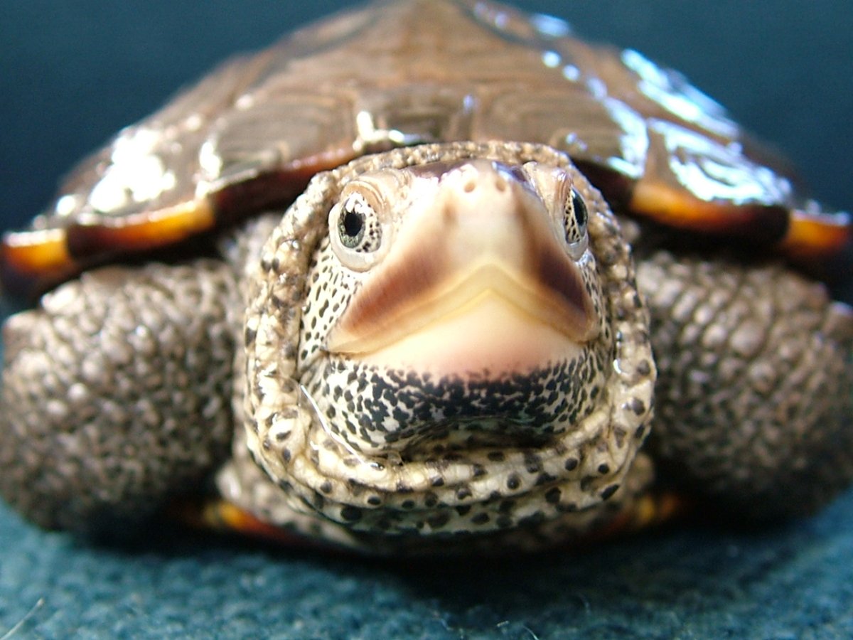 Зубы красноухой черепахи