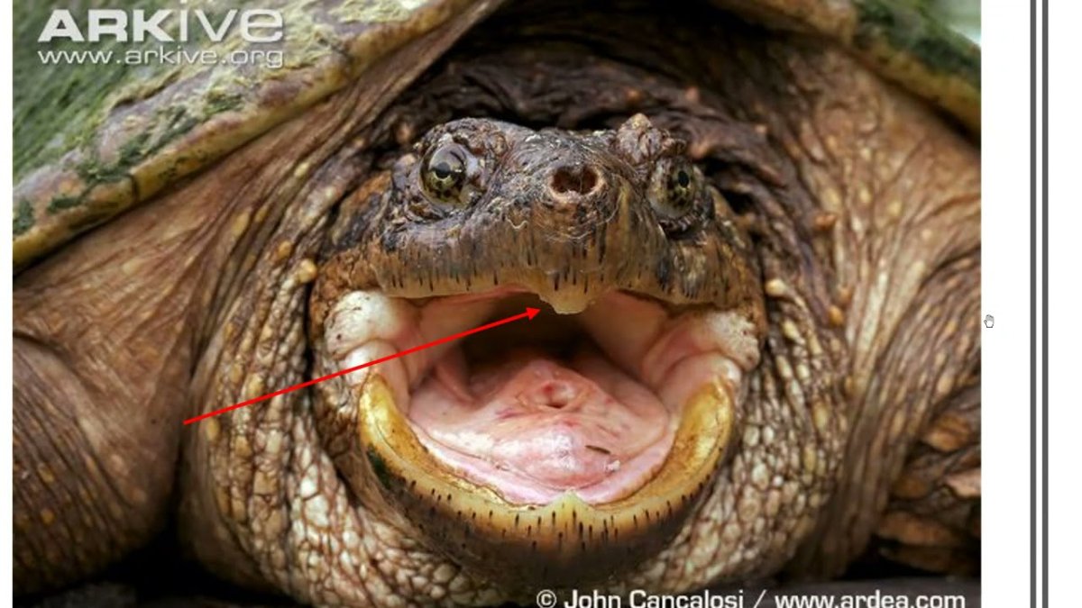 Морская кожистая черепаха зубы