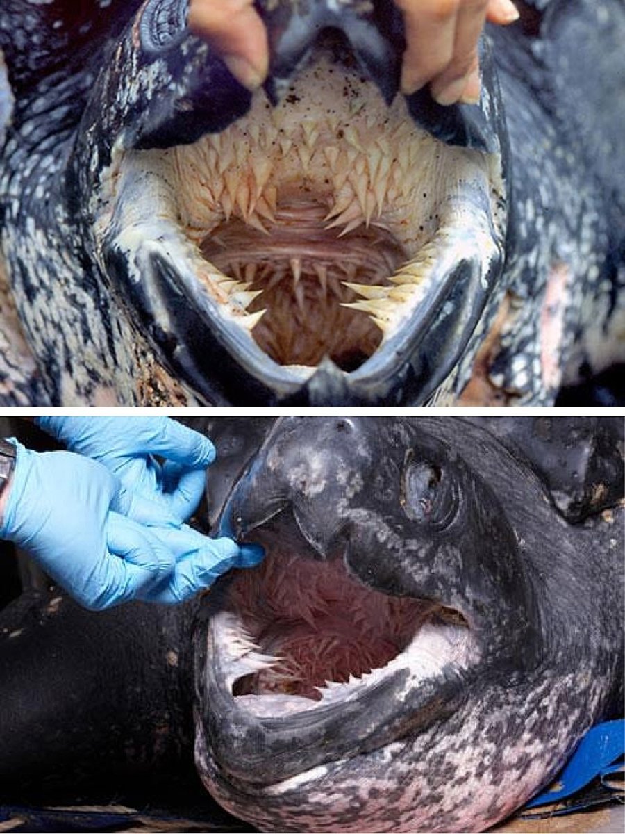 Пасть кожистой морской черепахи