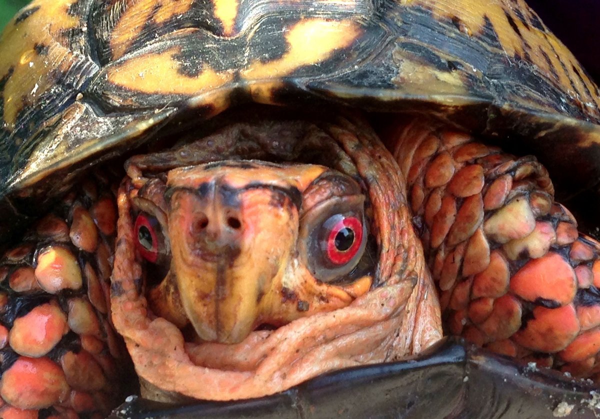Глаза красноухой черепахи